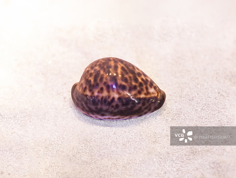 黑星宝螺 广东省博物馆图片素材