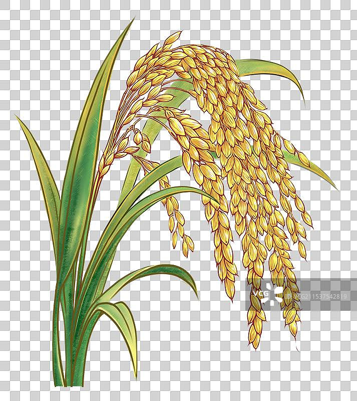 一把饱满的稻穗，杂粮生长主题图片素材