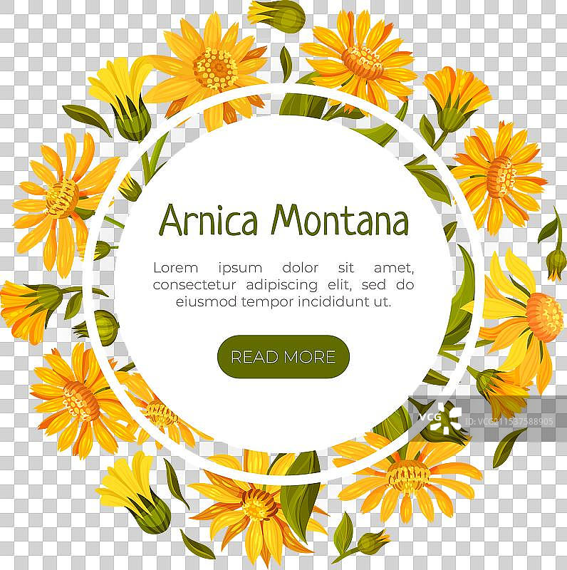 草地上的阿尔尼卡草自然横幅设计图片素材