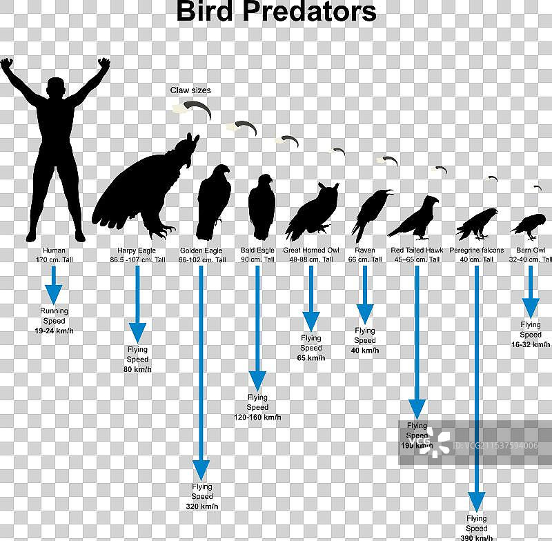 鸟类剪影图片素材