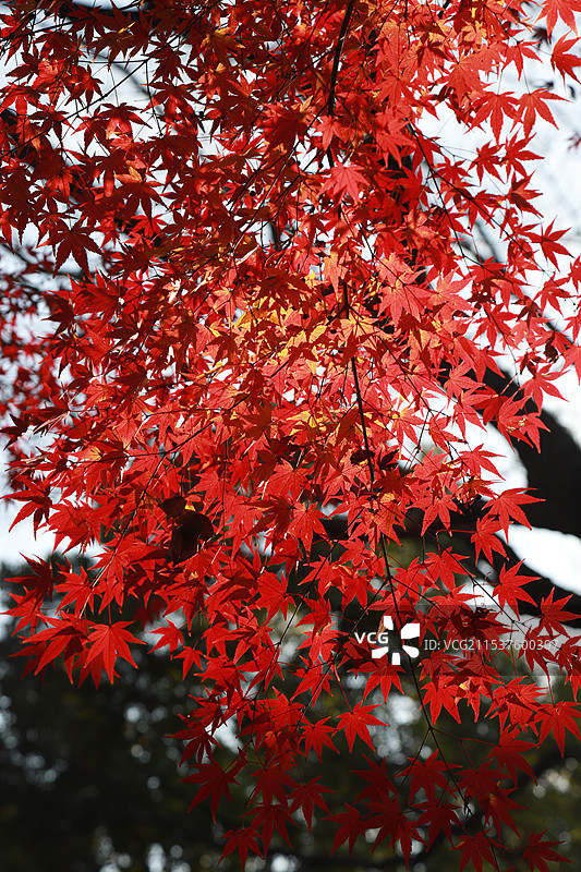 阳光下的红枫图片素材