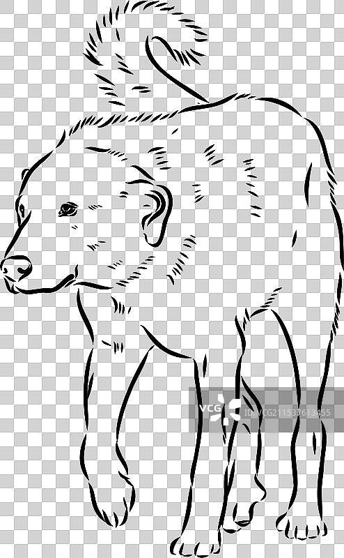 孤立在白色背景上的阿克巴什犬手绘图图片素材