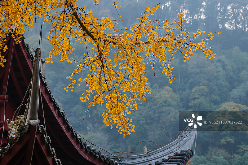 温泉寺银杏图片素材