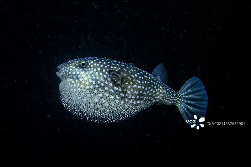 水下生物图片素材