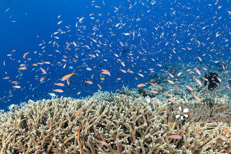 水下生物图片素材