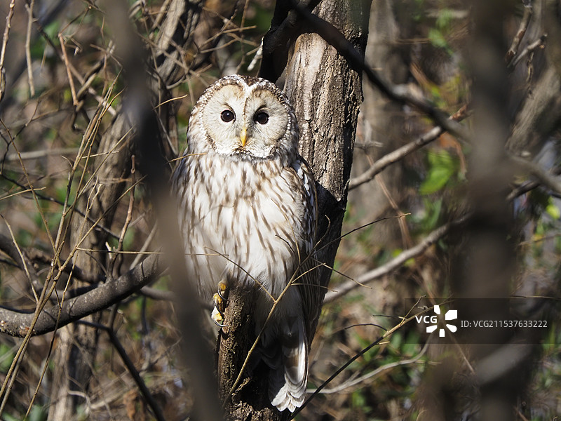 猫头鹰图片素材