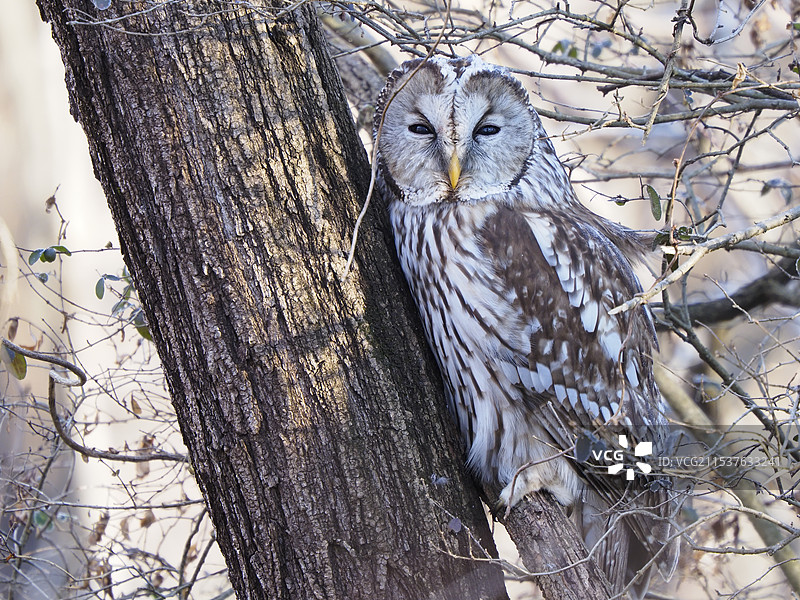 猫头鹰图片素材