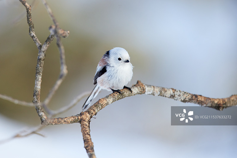 长尾山雀图片素材