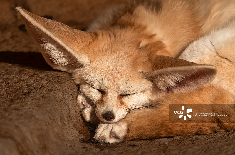 一只睡觉的狐狸耳廓狐特写图片素材