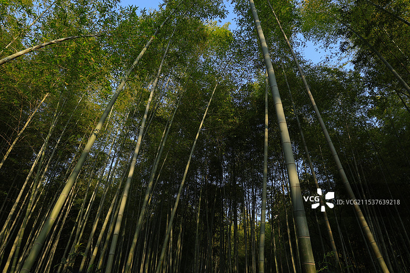 竹林图片素材
