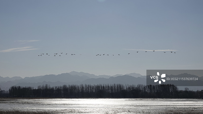 灰鹤水面冰面嬉戏天空飞翔图片素材