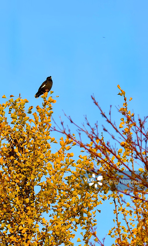 《鹊上杏头》（却上心头）图片素材