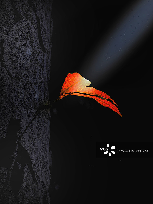 红叶迎光，黑干载影”图片素材