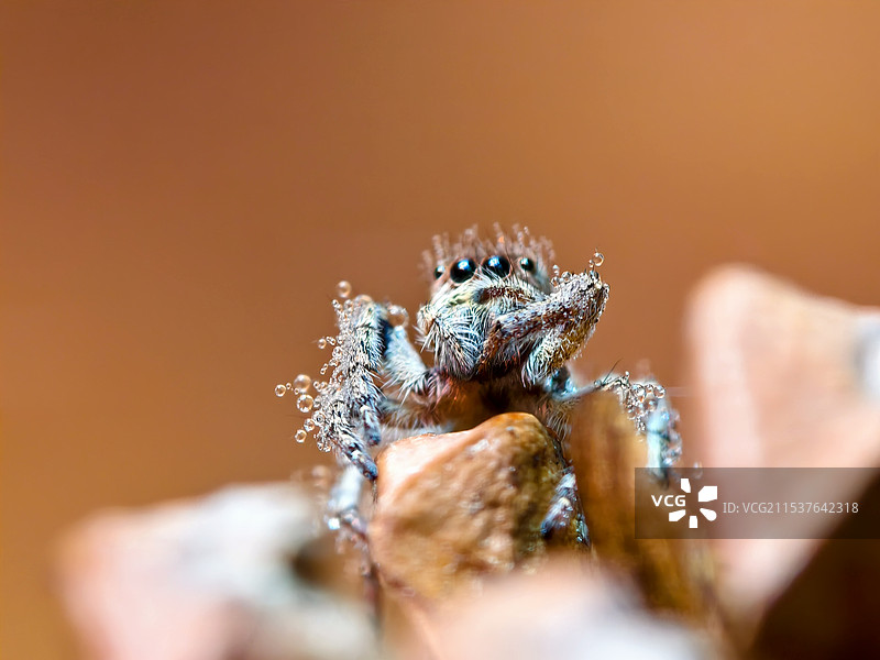 水蛛图片素材