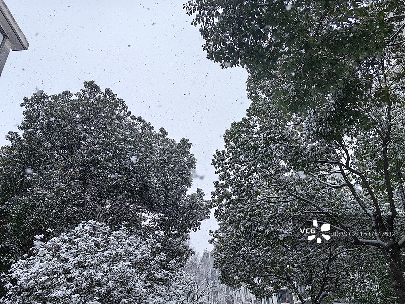 冬季雪天树木对天空的低角度视图图片素材