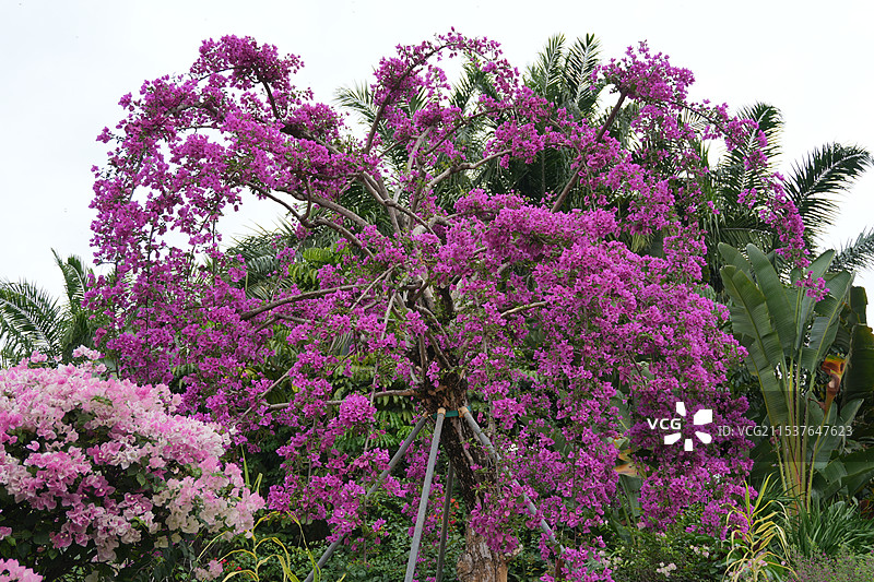 深圳莲花山杜鹃花展  花朵特写图片素材