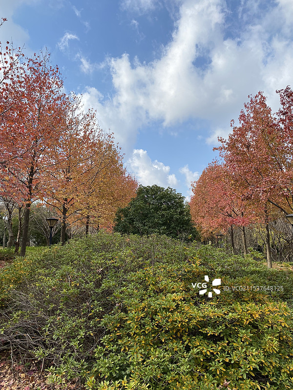 公园秋冬风景图片素材