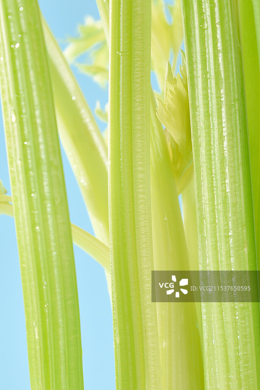 不能吃的芹菜图片素材