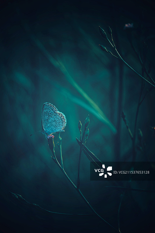 绿色背景下，野花上的小灰蝶图片素材