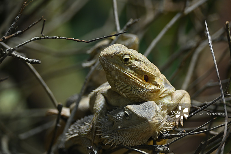 红山动物园半日游图片素材