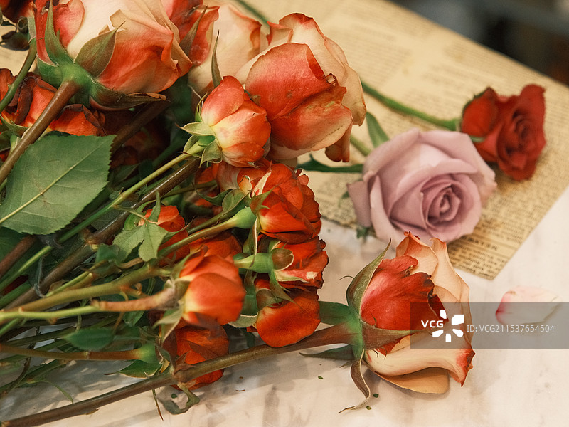 玫瑰花图片素材