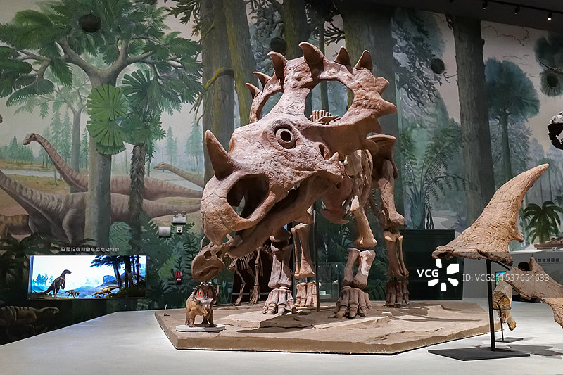 诸城中国角龙 晚白垩世（距今约7500万年） 山东诸城出土 山东博物馆“山东龙-穿越白垩纪”展图片素材