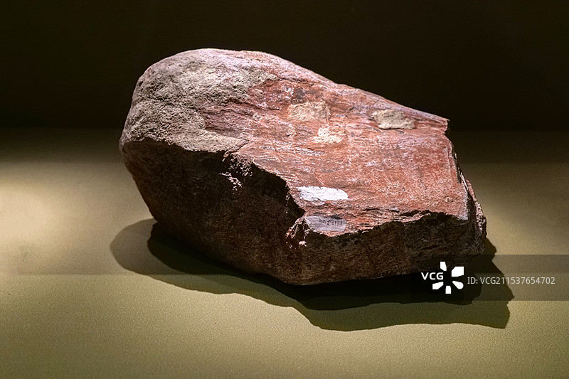 棘鼻青岛龙 晚白垩世 山东莱阳出土 山东博物馆“山东龙-穿越白垩纪”展图片素材