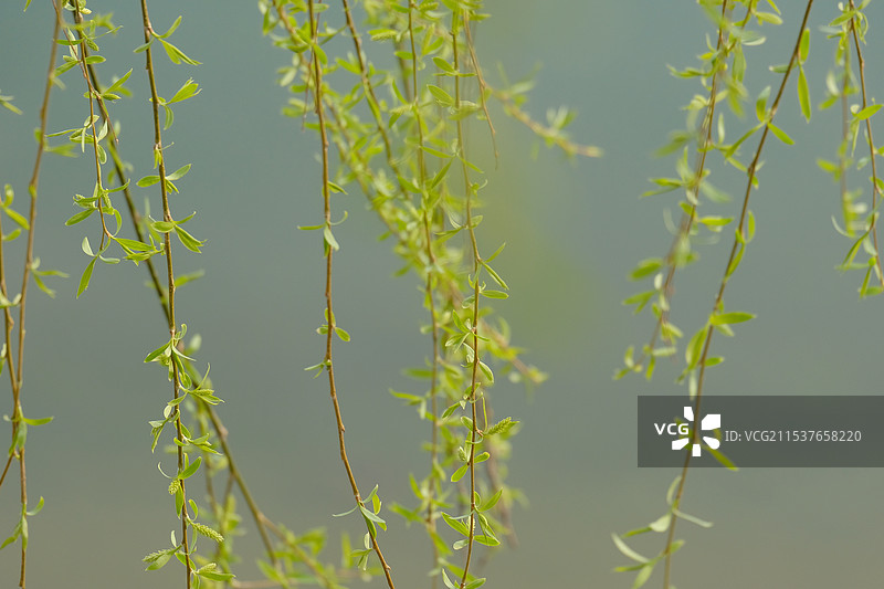 春天。柳树发芽。嫩嫩的。可可爱爱的图片素材