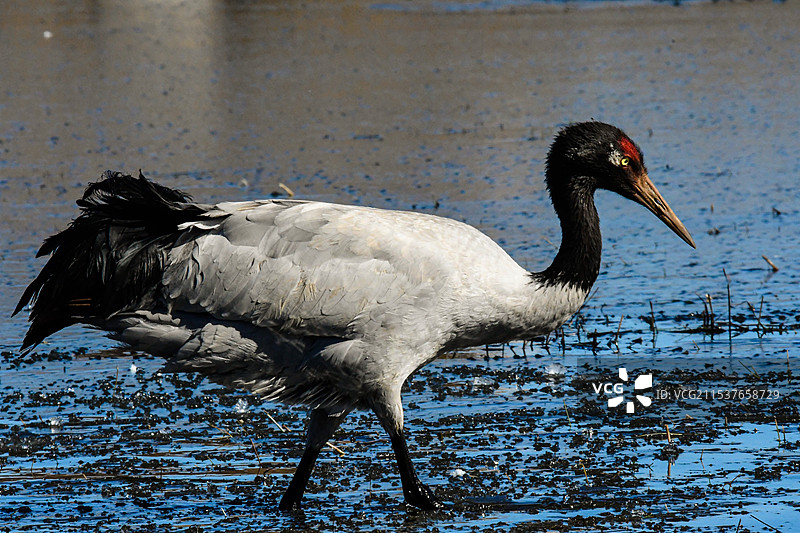 昭通大山包黑颈鹤的特写镜头图片素材
