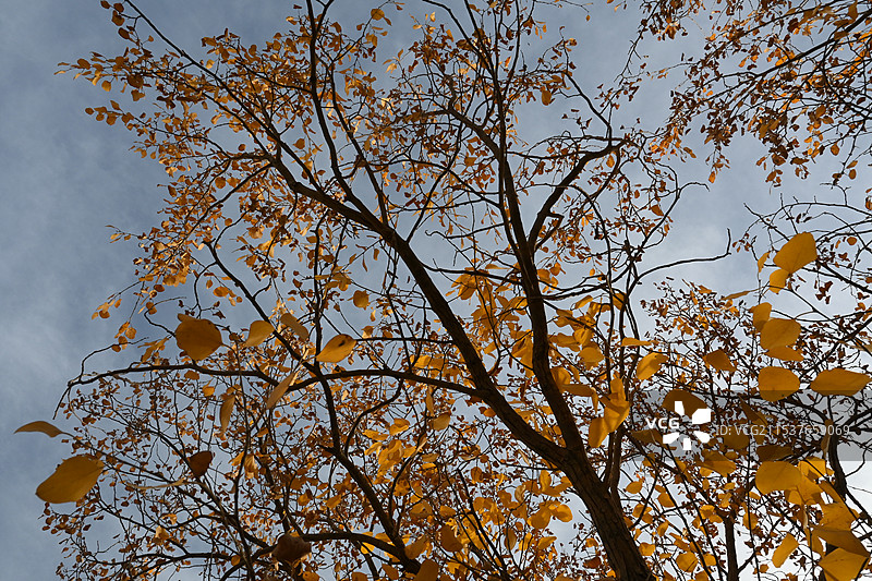 万亩胡杨林金秋景观，满城尽带黄金甲（新疆南疆喀什泽普金胡杨国家森林公园）图片素材