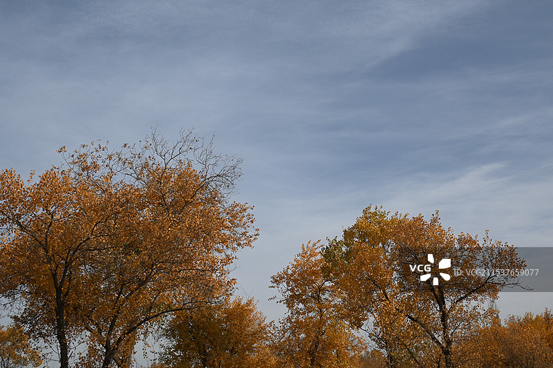 万亩胡杨林金秋景观，满城尽带黄金甲（新疆南疆喀什泽普金胡杨国家森林公园）图片素材