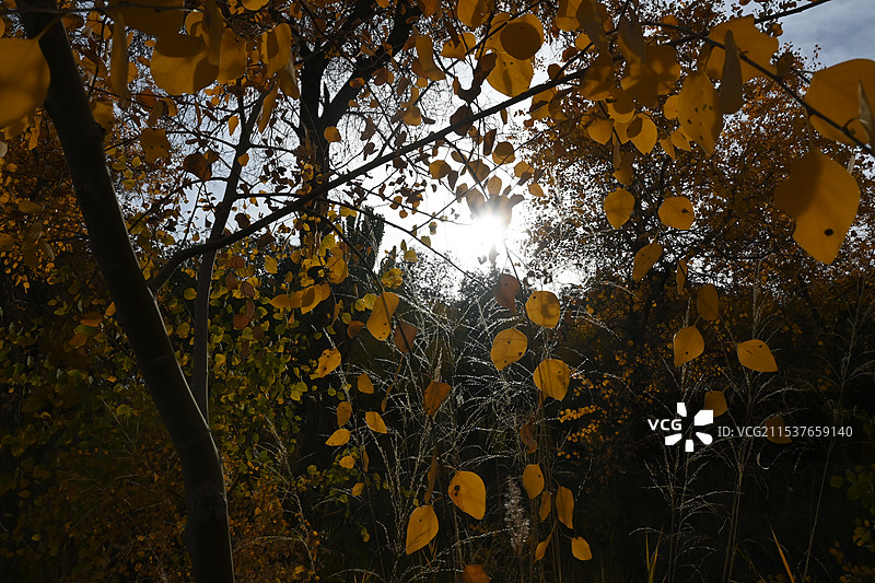 万亩胡杨林金秋景观，满城尽带黄金甲（新疆南疆喀什泽普金胡杨国家森林公园）图片素材