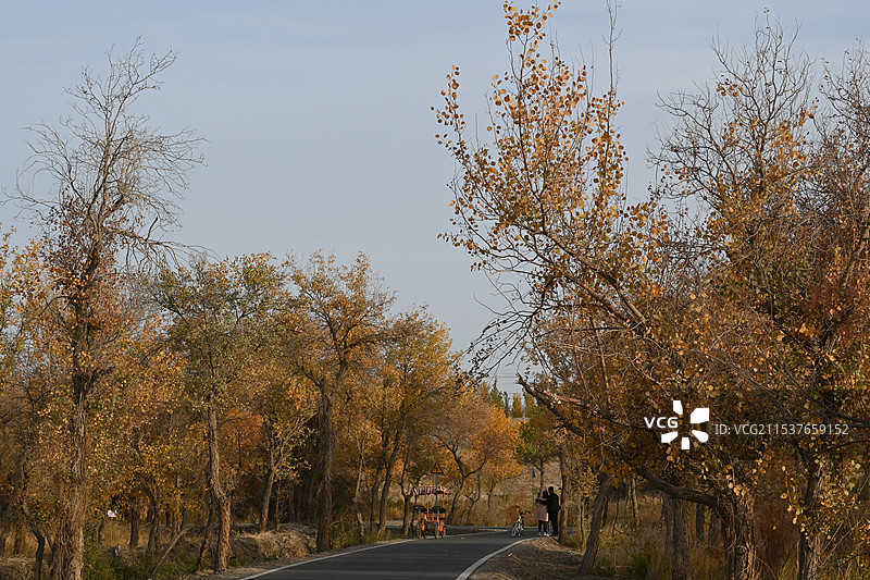 万亩胡杨林金秋景观，满城尽带黄金甲（新疆南疆喀什泽普金胡杨国家森林公园）图片素材