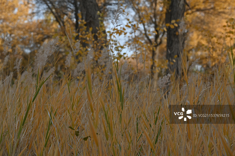 万亩胡杨林金秋景观，满城尽带黄金甲（新疆南疆喀什泽普金胡杨国家森林公园）图片素材