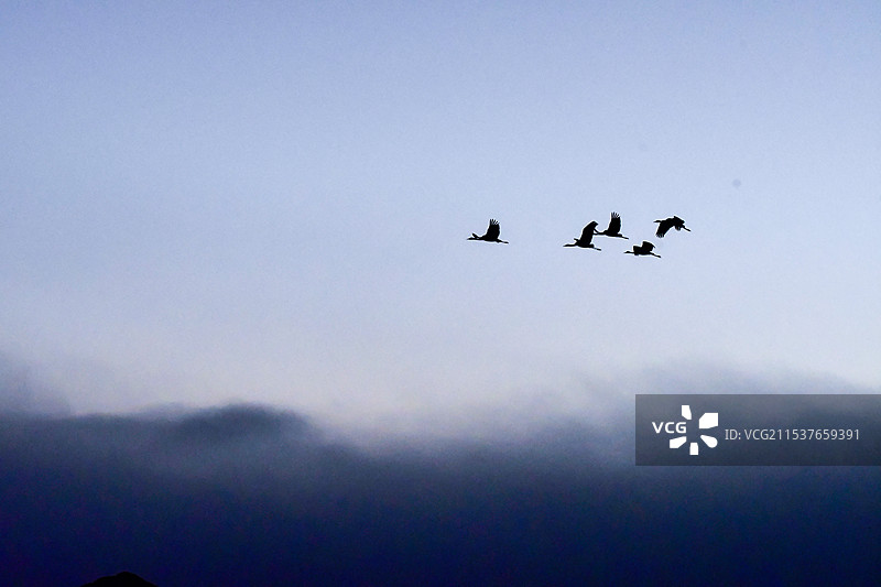 昭通大山包清晨飞过黑颈鹤图片素材