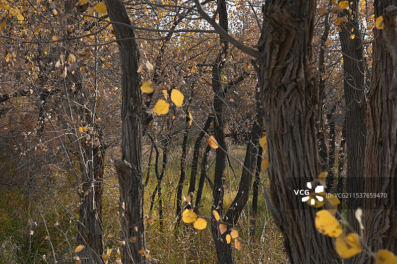 万亩胡杨林金秋景观，满城尽带黄金甲（新疆南疆喀什泽普金胡杨国家森林公园）图片素材