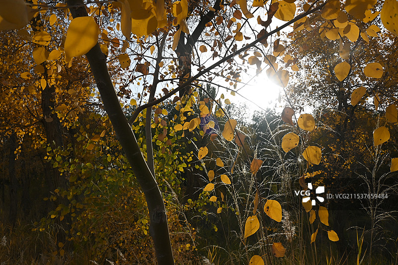 万亩胡杨林金秋景观，满城尽带黄金甲（新疆南疆喀什泽普金胡杨国家森林公园）图片素材