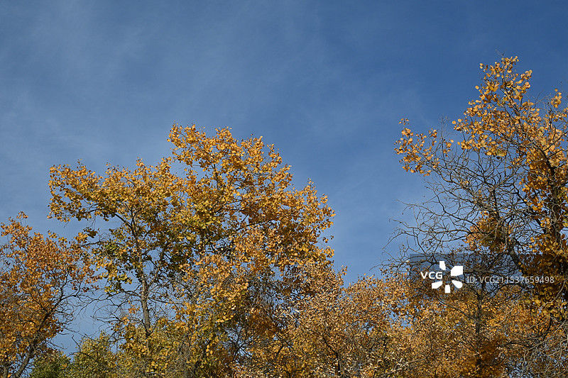 万亩胡杨林金秋景观，满城尽带黄金甲（新疆南疆喀什泽普金胡杨国家森林公园）图片素材