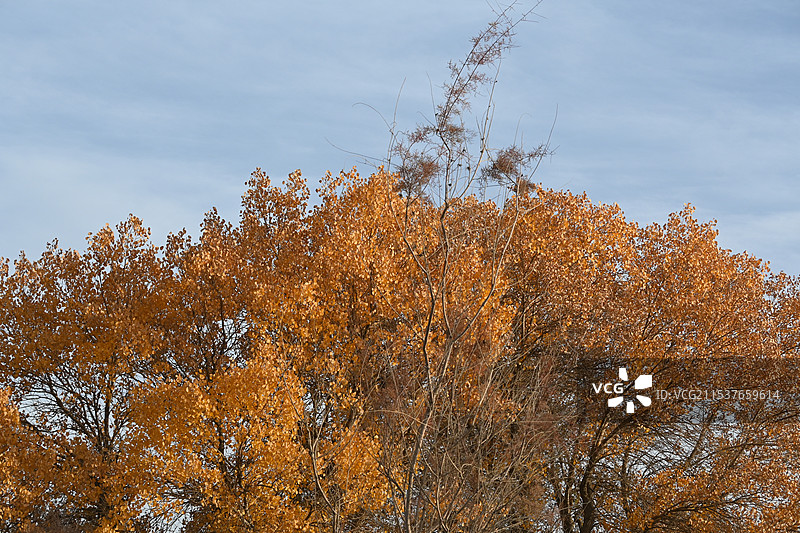 万亩胡杨林金秋景观，满城尽带黄金甲（新疆南疆喀什泽普金胡杨国家森林公园）图片素材
