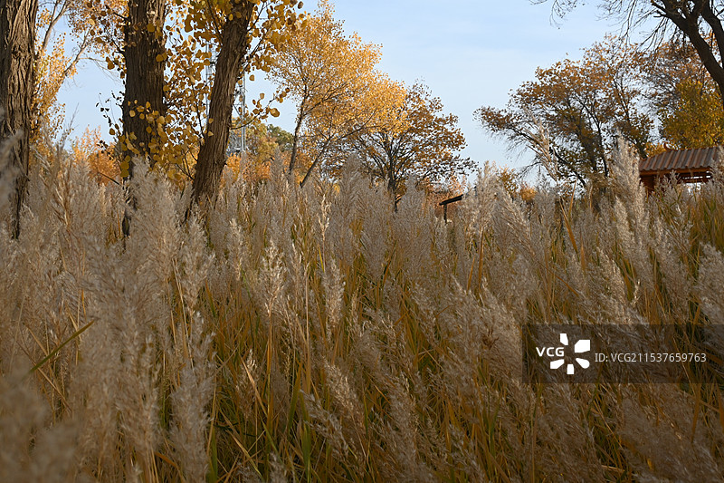 万亩胡杨林金秋景观，满城尽带黄金甲（新疆南疆喀什泽普金胡杨国家森林公园）图片素材