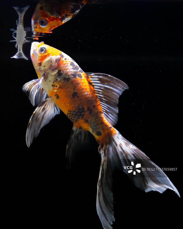 黑色背景下鱼的特写镜头图片素材