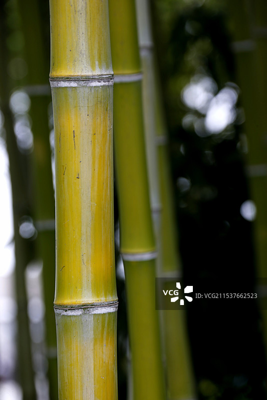 竹影婆娑图片素材
