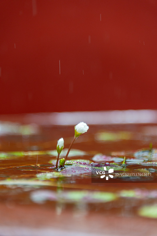 寺庙古建筑红墙雨天白色小荷花图片素材