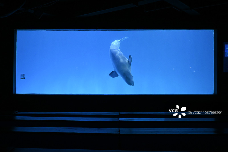 抚顺皇家极地海洋世界白鲸图片素材