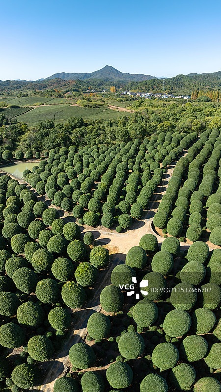 浙江杭州桂博园种植森林翠绿几何之美航拍图片素材