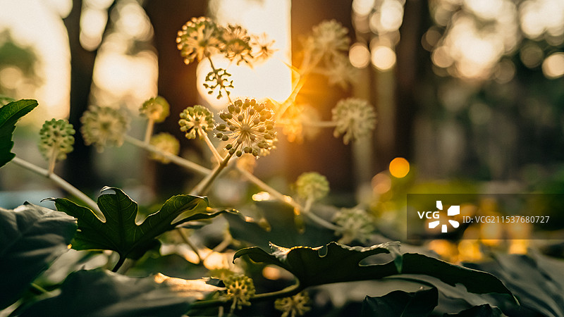 八角金盘图片素材