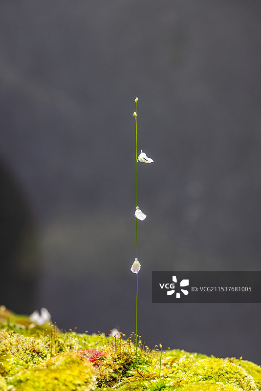 细叶小狸藻图片素材