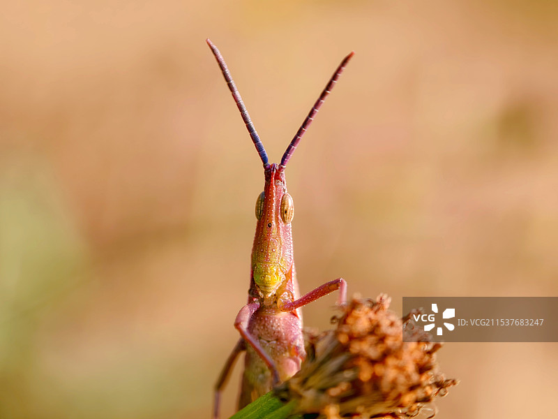 植物上的蚱蜢特写镜头图片素材
