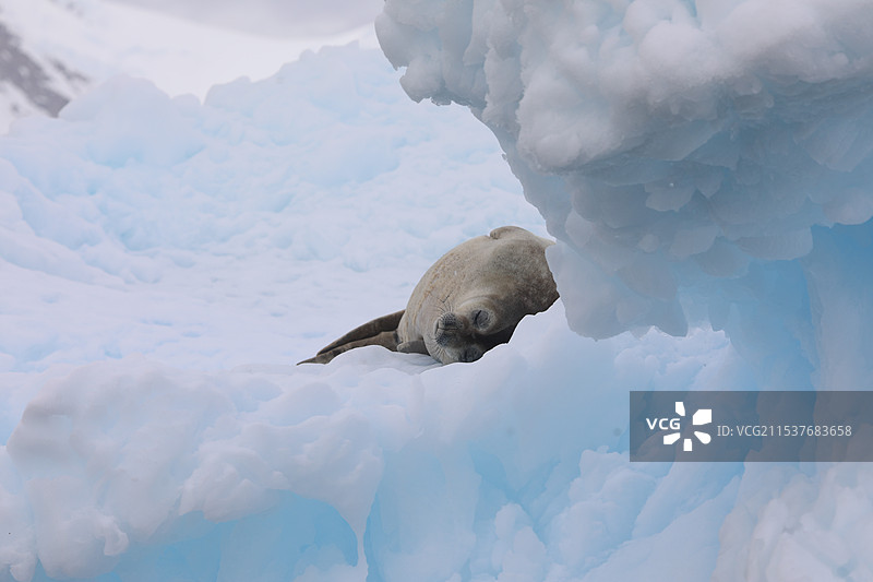 休息中的海豹图片素材