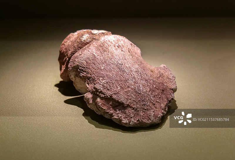 鸭嘴龙趾骨 晚白垩世 山东莱阳出土 山东博物馆“山东龙-穿越白垩纪”展图片素材